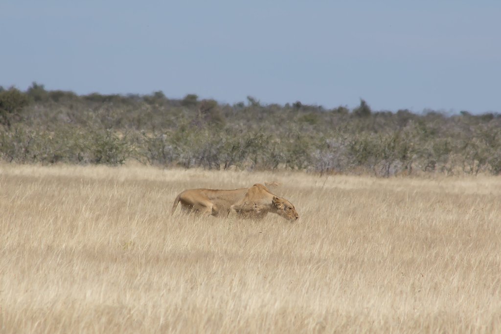 16-Skinny lioness.jpg - Skinny lioness